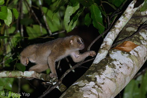 Slow Loris-201102-122MSDCF-FYP08393-W
