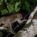 Slow_Loris-201102-122MSDCF-FYP08393-W.jpg