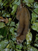 Slow Loris-201102-122MSDCF-FYP09016-W