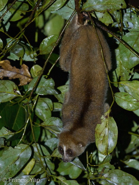 Slow_Loris-201102-122MSDCF-FYP09016-W.jpg