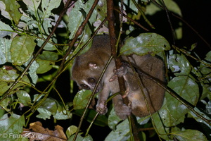 Slow Loris-201102-122MSDCF-FYP09367-W
