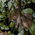 Slow_Loris-201102-122MSDCF-FYP09367-W.jpg