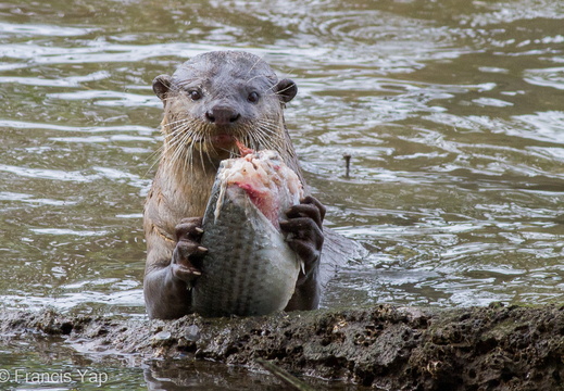 Smooth-coated Otter