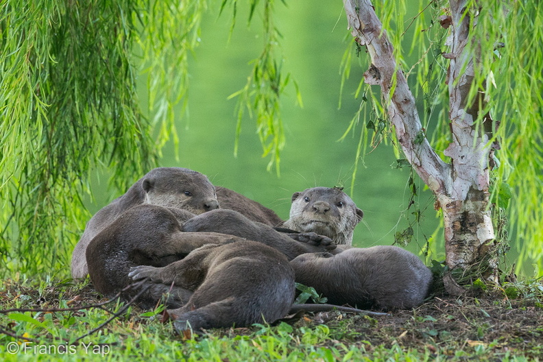 Smooth-coated_Otter-150421-120EOS1D-FY1X6834-W.jpg