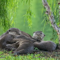 Smooth-coated_Otter-150421-120EOS1D-FY1X6834-W.jpg