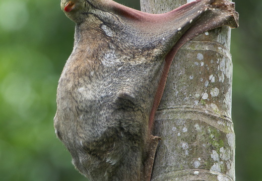 Sunda Flying Lemur