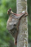 Sunda Flying Lemur-120222-109EOS1D-FYAP1500-W