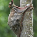 Sunda_Flying_Lemur-120222-109EOS1D-FYAP1500-W.jpg