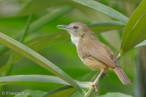 Abbott's Babbler-120503-110EOS1D-FYAP9548-W.jpg (3908 visits) Abbott's Babbler at Venus Drive Abbott's Babbler-120503-110EOS1D-FYAP9548-W.jpg