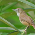 Abbotts_Babbler-120503-110EOS1D-FYAP9548-W.jpg