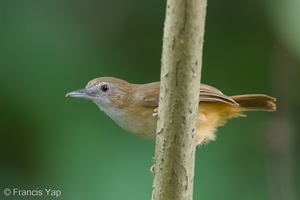 Abbott's Babbler-160516-100EOS1D-F1X24664-W.jpg (4321 visits) Abbott's Babbler at West Coast Park Abbott's Babbler-160516-100EOS1D-F1X24664-W.jpg
