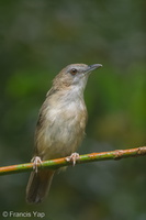 Abbott's Babbler-180714-117EOS1D-F1X22497-W.jpg (4510 visits) Abbott's Babbler at Old Upper Thomson Road Abbott's Babbler-180714-117EOS1D-F1X22497-W.jpg