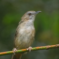 Abbotts_Babbler-180714-117EOS1D-F1X22497-W.jpg