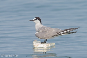 Aleutian Tern-120923-101EOS1D-FY1X8686-W.jpg (4645 visits) Aleutian Tern at Singapore Strait Aleutian Tern-120923-101EOS1D-FY1X8686-W.jpg