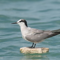 Aleutian_Tern-200920-118MSDCF-FYP06000-W.jpg