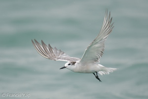 Aleutian Tern-201018-120MSDCF-FYP03464-W.jpg (4748 visits) Aleutian Tern at Singapore Strait Aleutian Tern-201018-120MSDCF-FYP03464-W.jpg