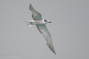 Aleutian Tern-201018-120MSDCF-FYP03705-W.jpg (4722 visits) Aleutian Tern at Singapore Strait Aleutian Tern-201018-120MSDCF-FYP03705-W.jpg