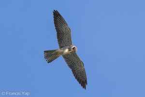 Amur Falcon-211201-130MSDCF-FRY04682-W.jpg (3689 visits) Amur Falcon at Punggol Promenade Amur Falcon-211201-130MSDCF-FRY04682-W.jpg