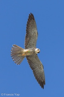 Amur Falcon-211201-130MSDCF-FRY05037-W.jpg (3806 visits) Amur Falcon at Punggol Promenade Amur Falcon-211201-130MSDCF-FRY05037-W.jpg