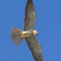 Amur_Falcon-211201-130MSDCF-FRY05037-W.jpg