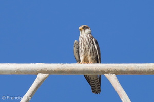 Amur Falcon-211201-130MSDCF-FRY06046-W.jpg (3907 visits) Amur Falcon at Punggol Promenade Amur Falcon-211201-130MSDCF-FRY06046-W.jpg