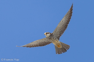 Amur Falcon-211201-130MSDCF-FRY06074-W.jpg (4063 visits) Amur Falcon at Punggol Promenade Amur Falcon-211201-130MSDCF-FRY06074-W.jpg
