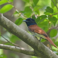 Amur_Paradise_Flycatcher-140413-115EOS1D-FY1X5747-W.jpg