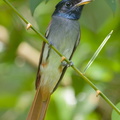 Amur_Paradise_Flycatcher-161012-105EOS1D-F1X22924-W.jpg