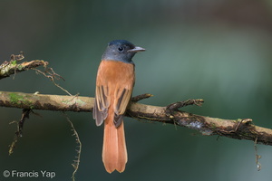 Amur Paradise Flycatcher-241005-246MSDCF-FYP05513-W.jpg