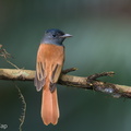 Amur_Paradise_Flycatcher-241005-246MSDCF-FYP05513-W.jpg