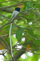 Amur Paradise Flycatcher-250406-102FRYAP-FYA04458-W.jpg