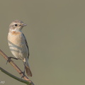 Amur_Stonechat-150227-101EOS7D-FY7D8378-W.jpg