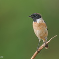 Amur_Stonechat-200118-110MSDCF-FYP05171-W.jpg