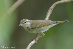Arctic Warbler-190428-117ND500-FYP_0146-W.jpg (4244 visits) Arctic Warbler at Upper Seletar Reservoir Park Arctic Warbler-190428-117ND500-FYP_0146-W.jpg