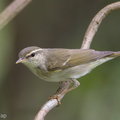 Arctic_Warbler-190428-117ND500-FYP_0146-W.jpg