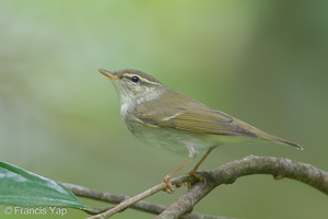 Arctic Warbler-190428-117ND500-FYP_0167-W.jpg (4019 visits) Arctic Warbler at Upper Seletar Reservoir Park Arctic Warbler-190428-117ND500-FYP_0167-W.jpg