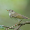 Arctic_Warbler-190428-117ND500-FYP_0167-W.jpg