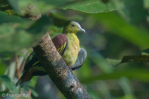 Ashy-headed Green Pigeon-211010-122MSDCF-FRY04748-W.jpg (1472 visits) Ashy-headed Green Pigeon at Dillenia Hut Ashy-headed Green Pigeon-211010-122MSDCF-FRY04748-W.jpg