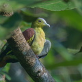 Ashy-headed Green Pigeon-211010-122MSDCF-FRY04748-W.jpg