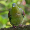 Ashy-headed_Green_Pigeon-211010-122MSDCF-FRY05257-W.jpg
