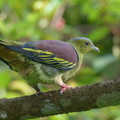 Ashy-headed Green Pigeon-211010-122MSDCF-FRY05405-W.jpg