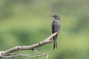 Ashy Drongo-120204-108EOS1D-FYAP3183-W.jpg (4260 visits) Ashy Drongo at Mount Faber Ashy Drongo-120204-108EOS1D-FYAP3183-W.jpg