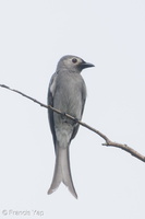 Ashy Drongo-181212-114ND500-FYP_3651-W.jpg (4354 visits) Ashy Drongo at Changi Business Park Ashy Drongo-181212-114ND500-FYP_3651-W.jpg