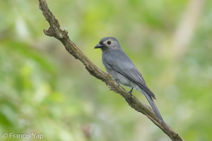 Ashy Drongo-181212-114ND500-FYP_4157-W.jpg (4363 visits) Ashy Drongo at Changi Business Park Ashy Drongo-181212-114ND500-FYP_4157-W.jpg