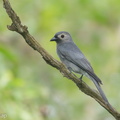Ashy_Drongo-181212-114ND500-FYP_4157-W.jpg