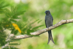 Ashy Drongo-211023-124MSDCF-FRY09229-W.jpg (4467 visits) Ashy Drongo at Nanyang Crescent Ashy Drongo-211023-124MSDCF-FRY09229-W.jpg