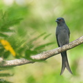 Ashy_Drongo-211023-124MSDCF-FRY09229-W.jpg