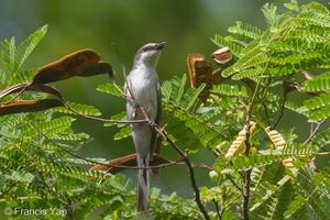 Ashy Minivet-151209-101EOS5D-FY5S7229-W.jpg (4640 visits) Ashy Minivet at Bidadari Ashy Minivet-151209-101EOS5D-FY5S7229-W.jpg