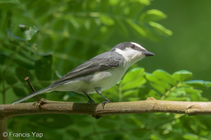 Ashy Minivet-220319-142MSDCF-FRY06758-W.jpg