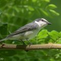 Ashy_Minivet-220319-142MSDCF-FRY06758-W.jpg